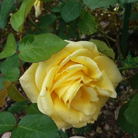 Les Roses Multicolores Du 47 * Fumel