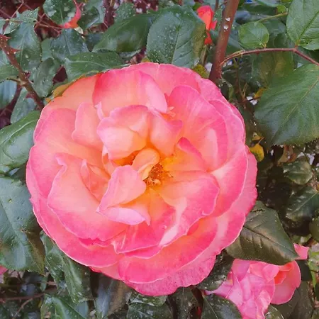 Les Roses Multicolores Du 47 Fumel