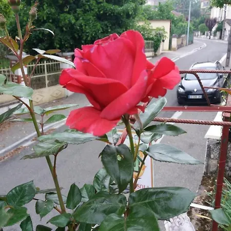 Διαμέρισμα Les Roses Multicolores Du 47 *