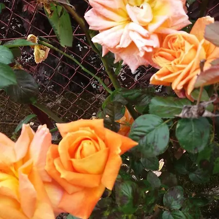 Les Roses Multicolores Du 47 Διαμέρισμα