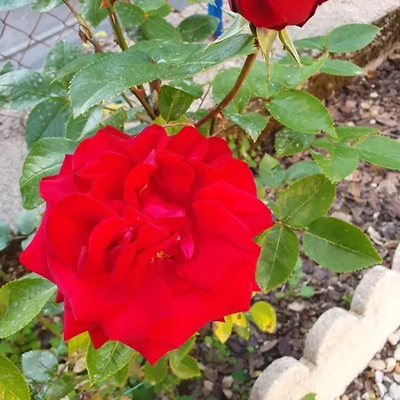 Les Roses Multicolores Du 47 Διαμέρισμα