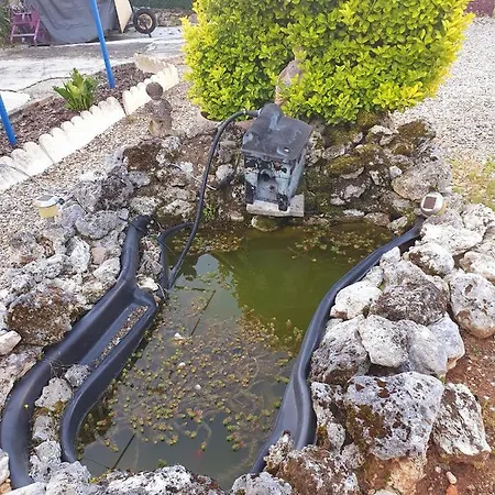 Les Roses Multicolores Du 47 *