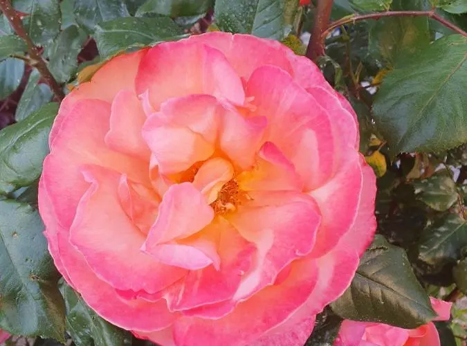 Les Roses Multicolores Du 47 Fumel